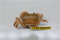 藏品(黃灰澤蟹)的圖片